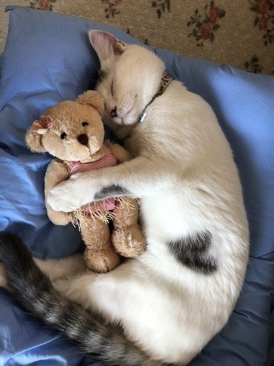 ぬいぐるみを抱っこする猫