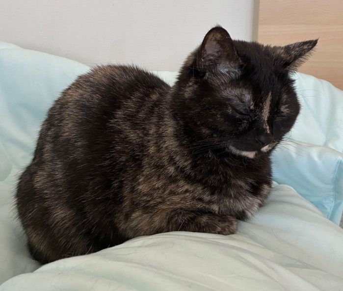 飼い主さんにくっつくじゃこちゃん