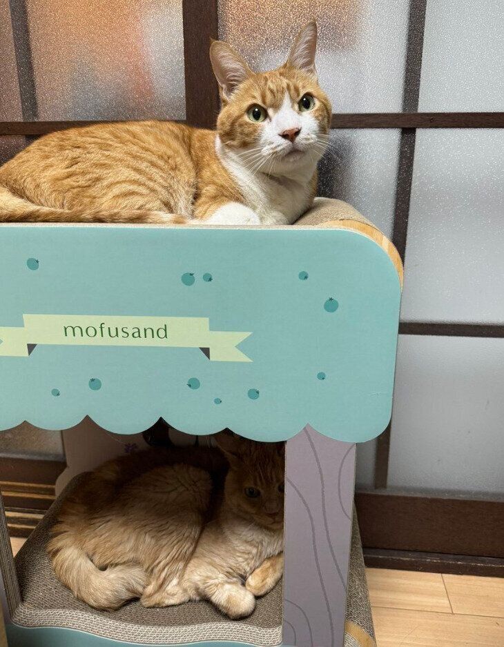 まったりする琥吉くん、さくらちゃん