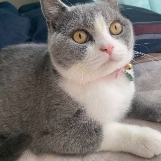 ブリティッシュショートヘアのはなちゃん