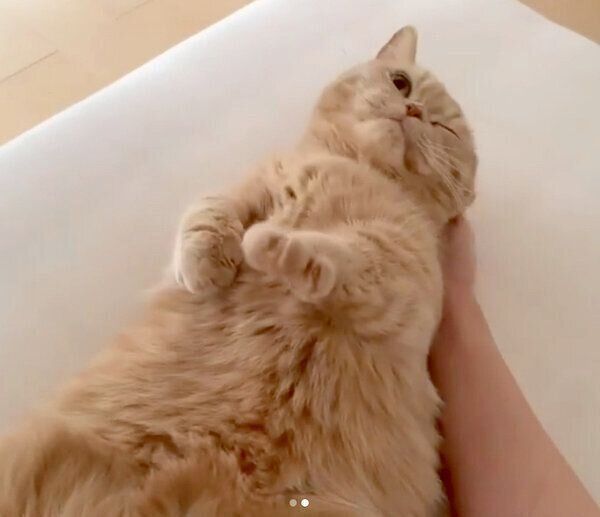 ナデナデを要求するここちゃん