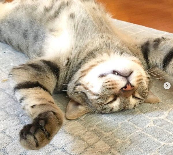 バンザイ寝するこんぶくん