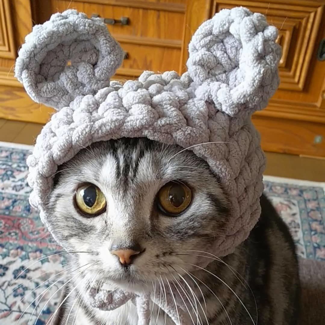 ねずみ×アメショーで…ねずショー！