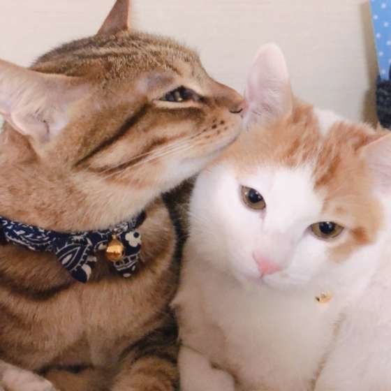 同居猫を舐める猫