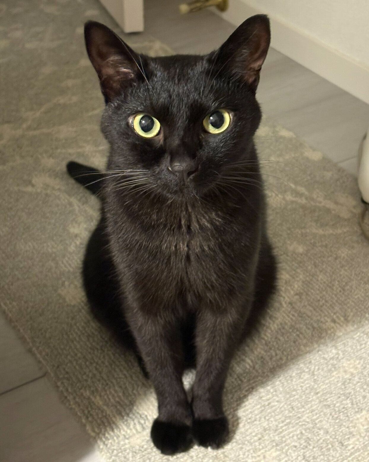 見つめるうにくん