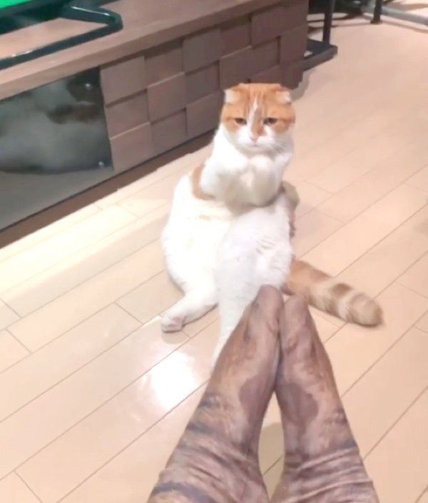 おねだりポーズをするヌコ太郎ちゃんと飼い主さん