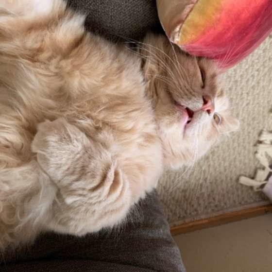 口を開けて眠る猫