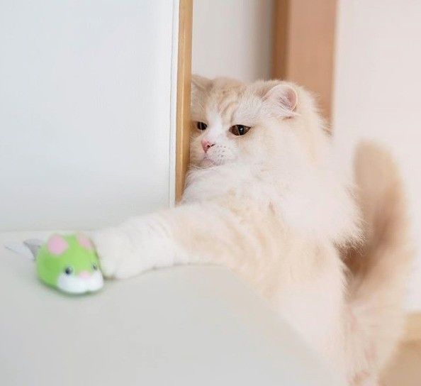 遠くから手をのばして触る猫