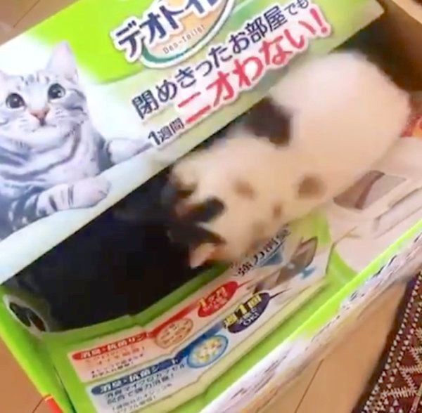 箱の中に消えたねね子ちゃん