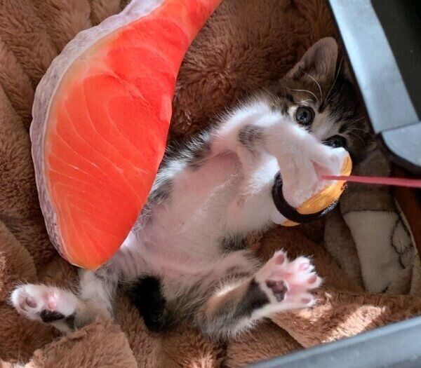 「鮭の切り身」と一緒に遊ぶクロエちゃん