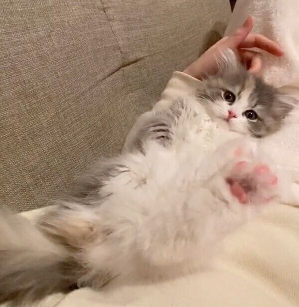 くつろぐくるみちゃん