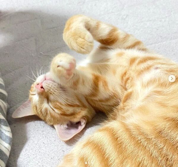 寝転がるハマグリちゃん