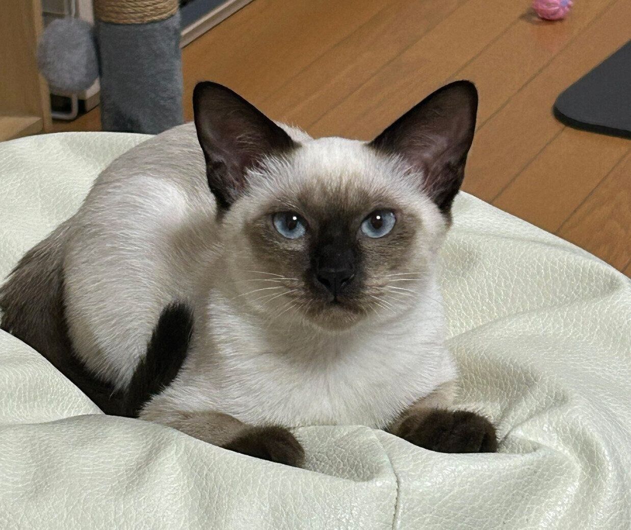 お迎え当時のるるちゃん