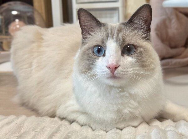 ふわふわ、もふもふの成猫に成長