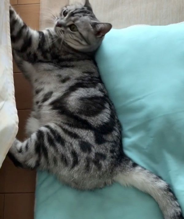 横着して爪とぎする猫