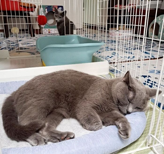 コナくんの寝床で寝てしまうマロちゃん