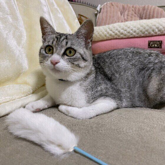 サバトラのこももちゃん