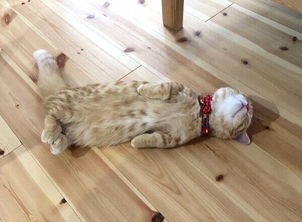 ヘソ天で爆睡するぷてぃこちゃん