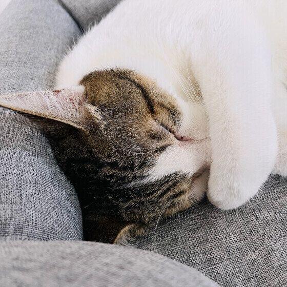 キジトラのじろうくん