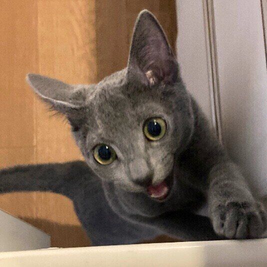 ロシアンブルーのすみれちゃん