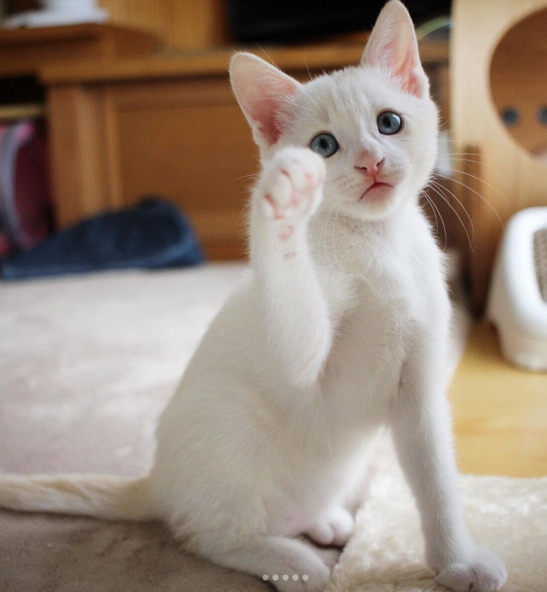 子猫時代の雅くん