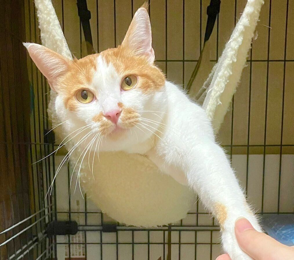 飼い主さんと握手をするごえもんくん