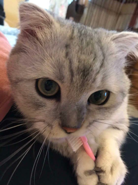 歯ブラシを持った猫