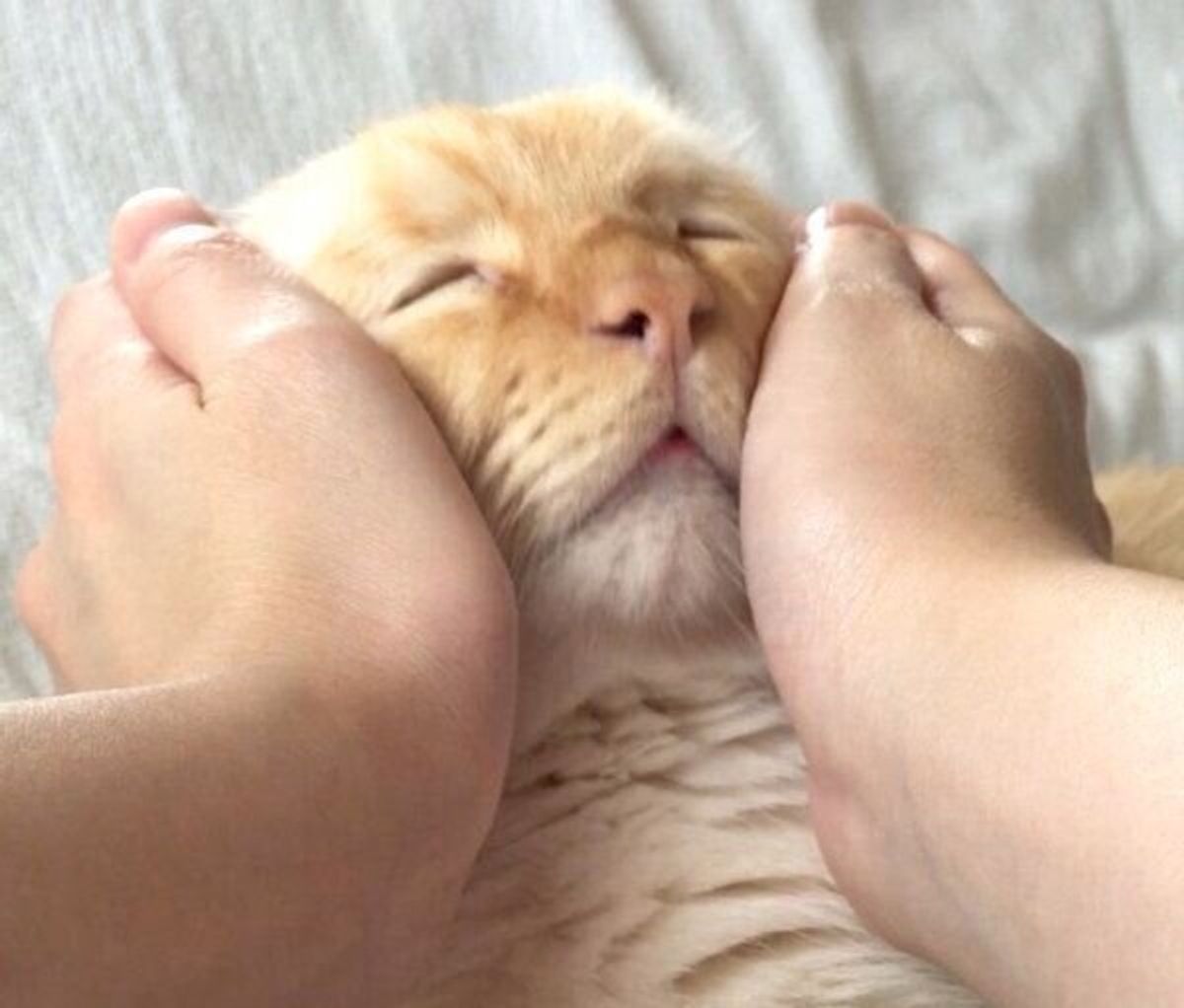 一度見たら忘れられない 顔を なでりなでり される猫の表情が最高だった ねこのきもちweb Magazine 一度見たら忘れられない 顔を なでりなでり される猫の表情が最高だった ねこのきもちweb Magazine