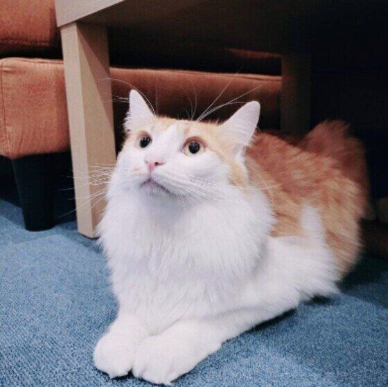 MIX茶×白のゆずくん