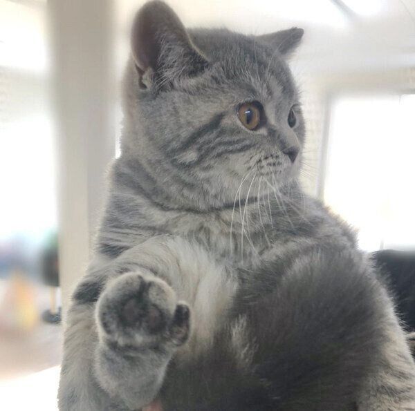 お迎え当時のぽぺんちゃん