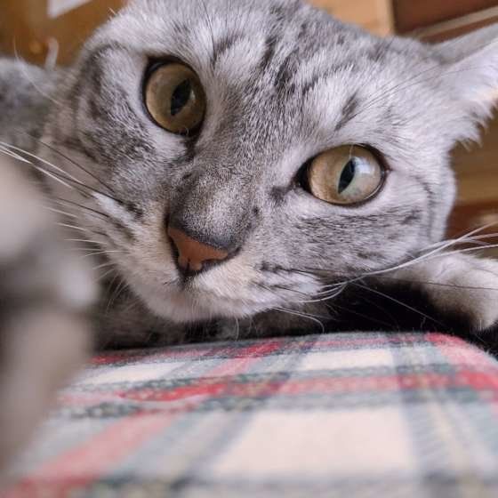 カメラ目線のサバトラ