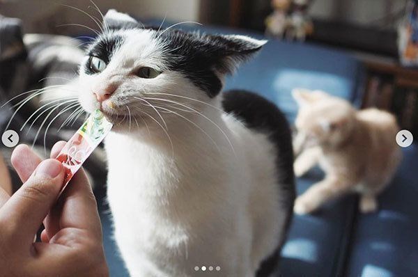 パンきゅんとねくすちゃん