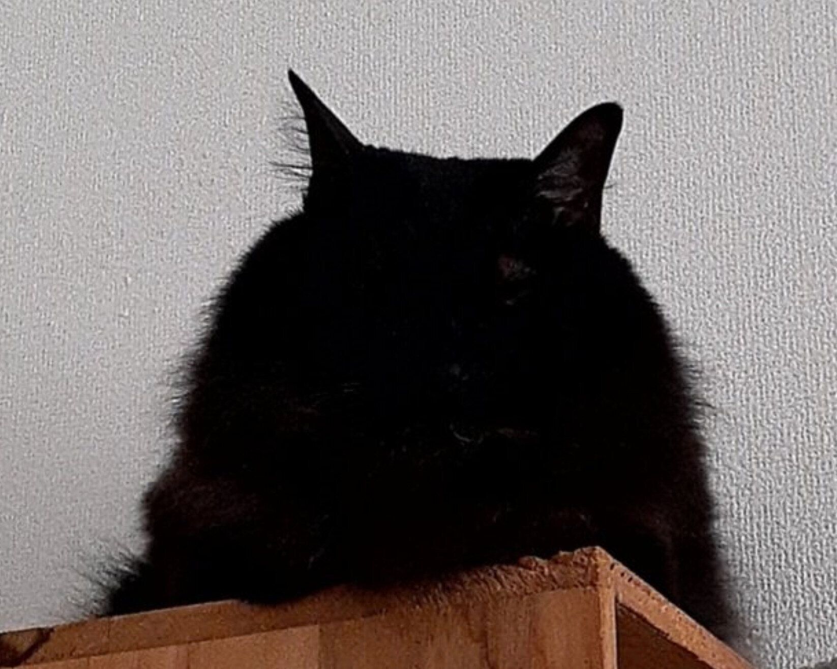 スヤスヤ眠るひまわりちゃん