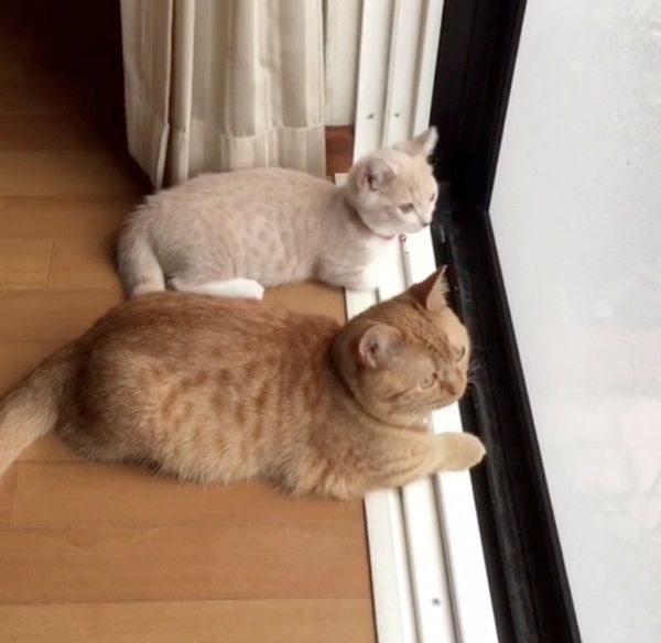 動きがシンクロする猫