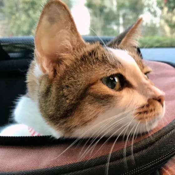 車で移動する猫