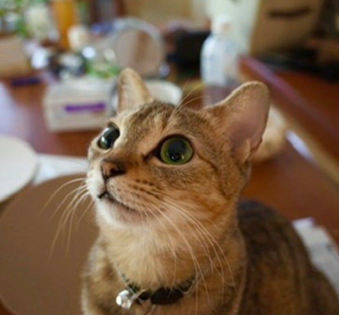 お迎えした頃の様子 「小動物のようでした」と飼い主さんが