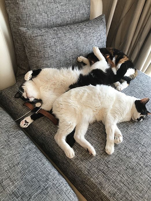 響介VSリュック〜Apple Watchをめぐる争い