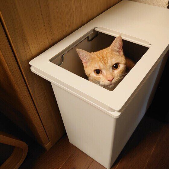 ゴミ箱に入るアメリカンショートヘアの夾くん