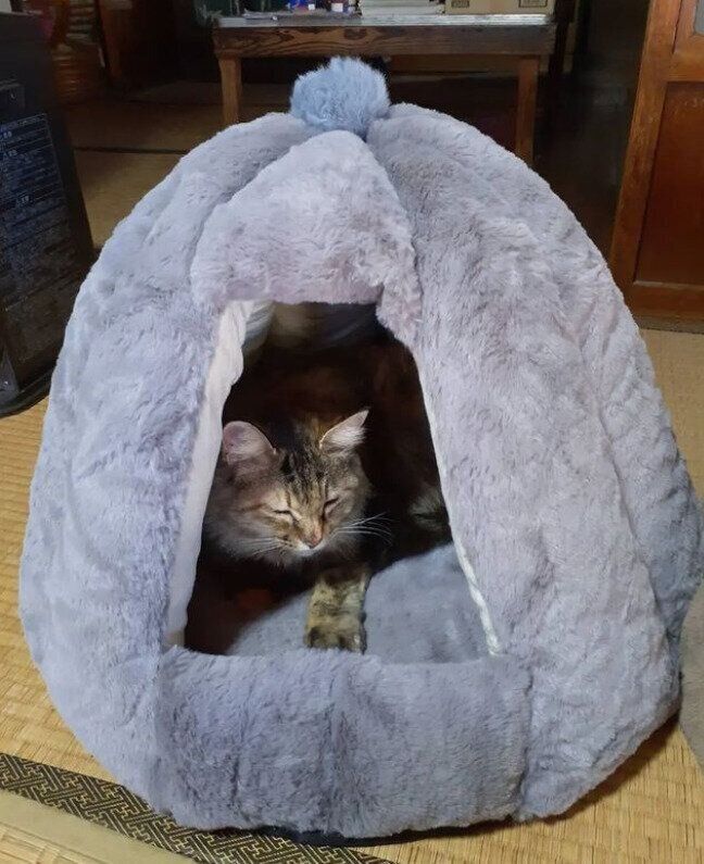 ふかふかの猫ベッド