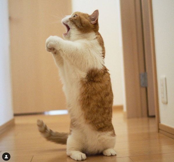 マンチカンのきなこちゃん