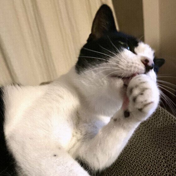 足を舐めるななふくちゃん