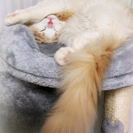 熟睡するラガマフィン