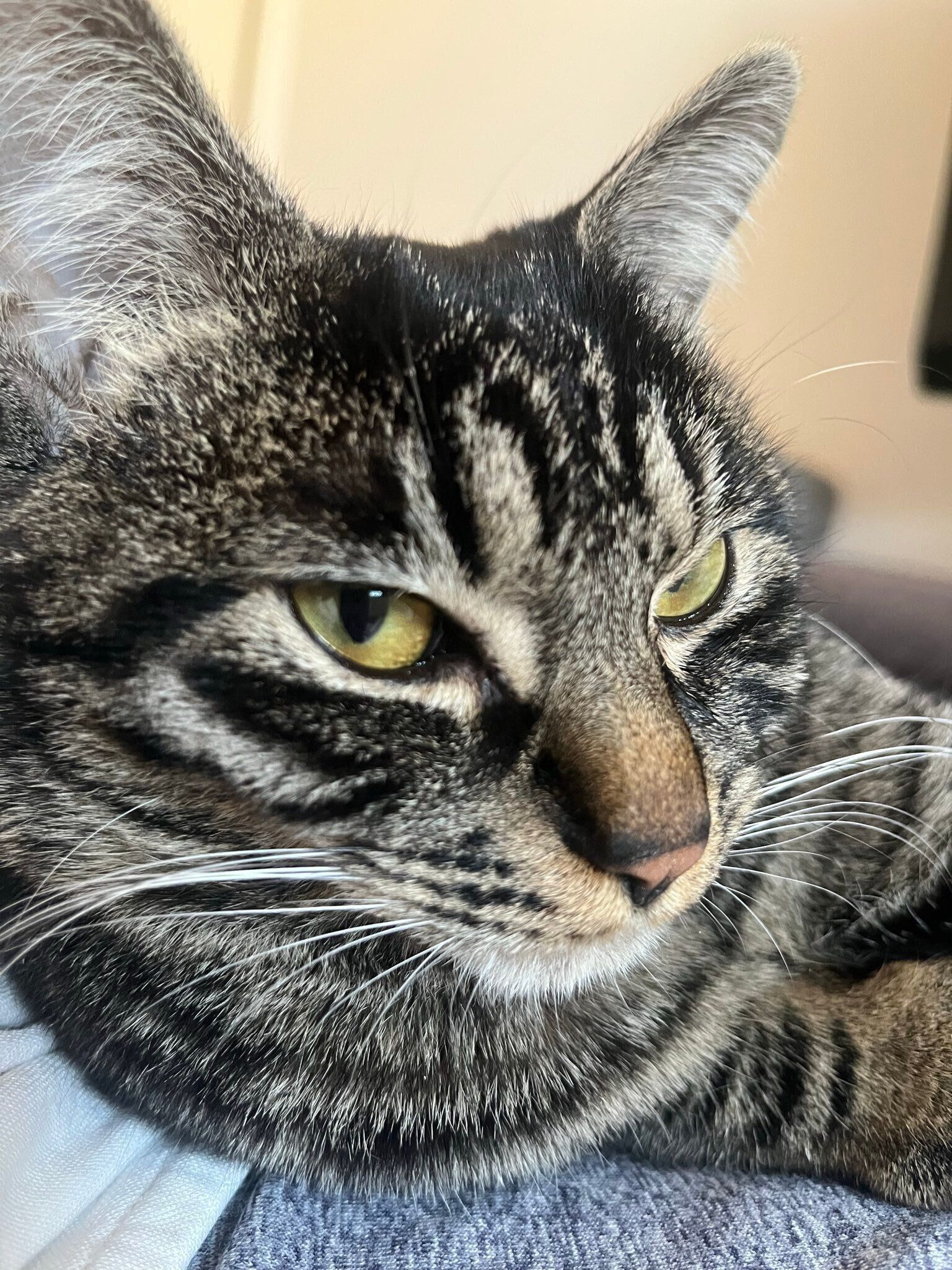 飼い主に甘える猫