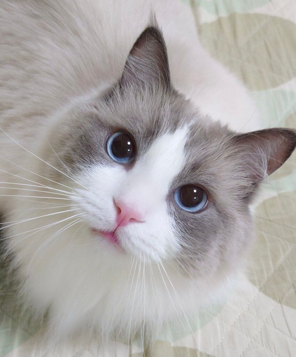 「ムッとした表情」のミントくん