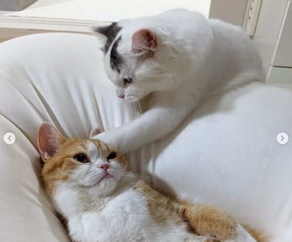 テテちゃん、ピノくん