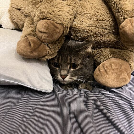 掃除機から隠れるあずきちゃん