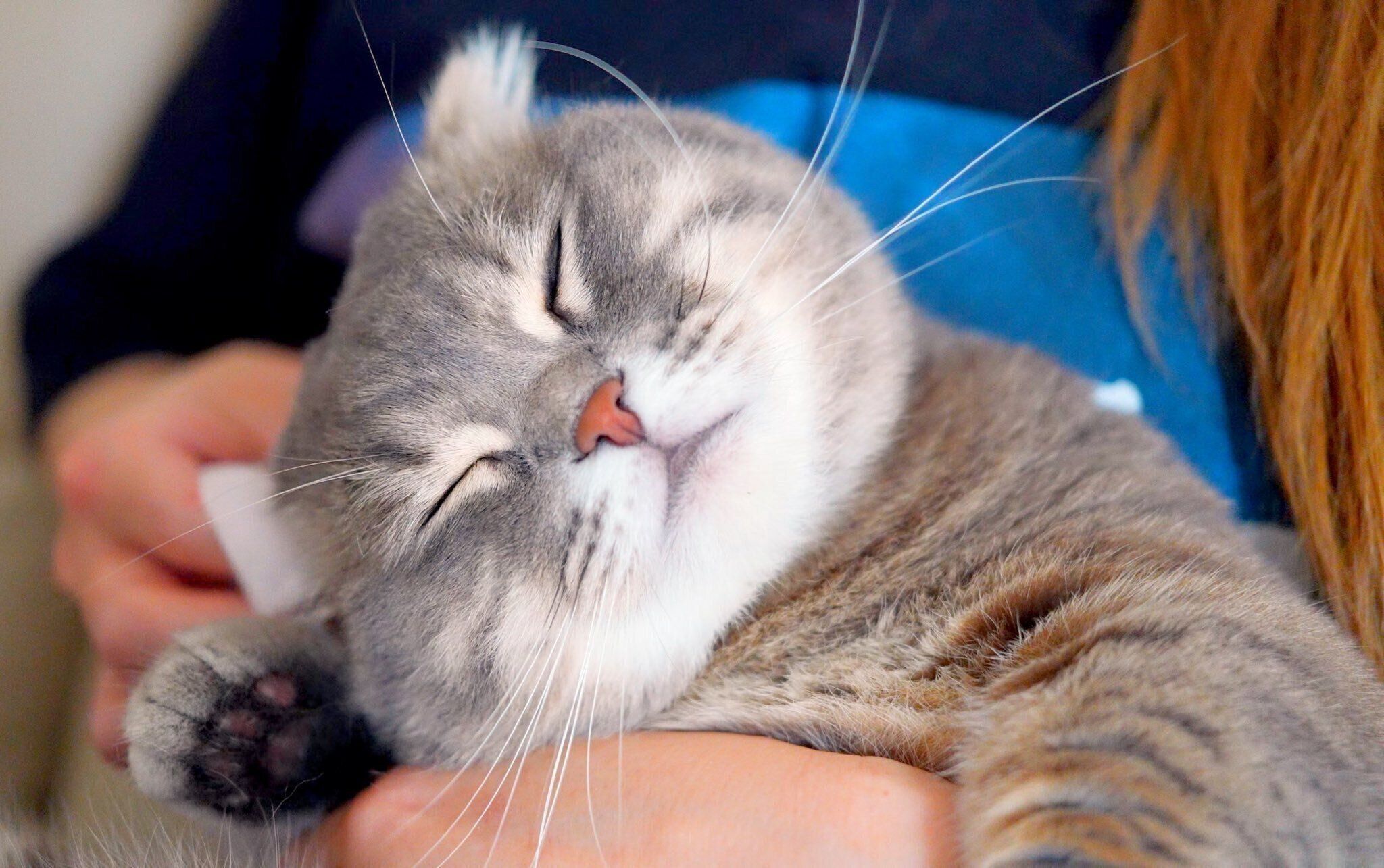 とろけちゃっている銀ちゃん、かわいすぎる！