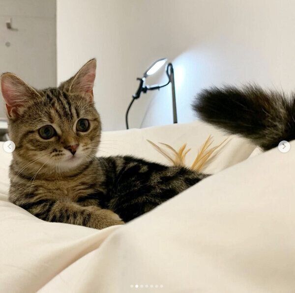 くつろぐかぼすちゃん