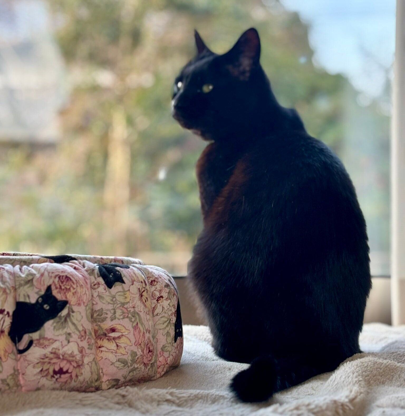 窓の外を眺めるルドルフくん