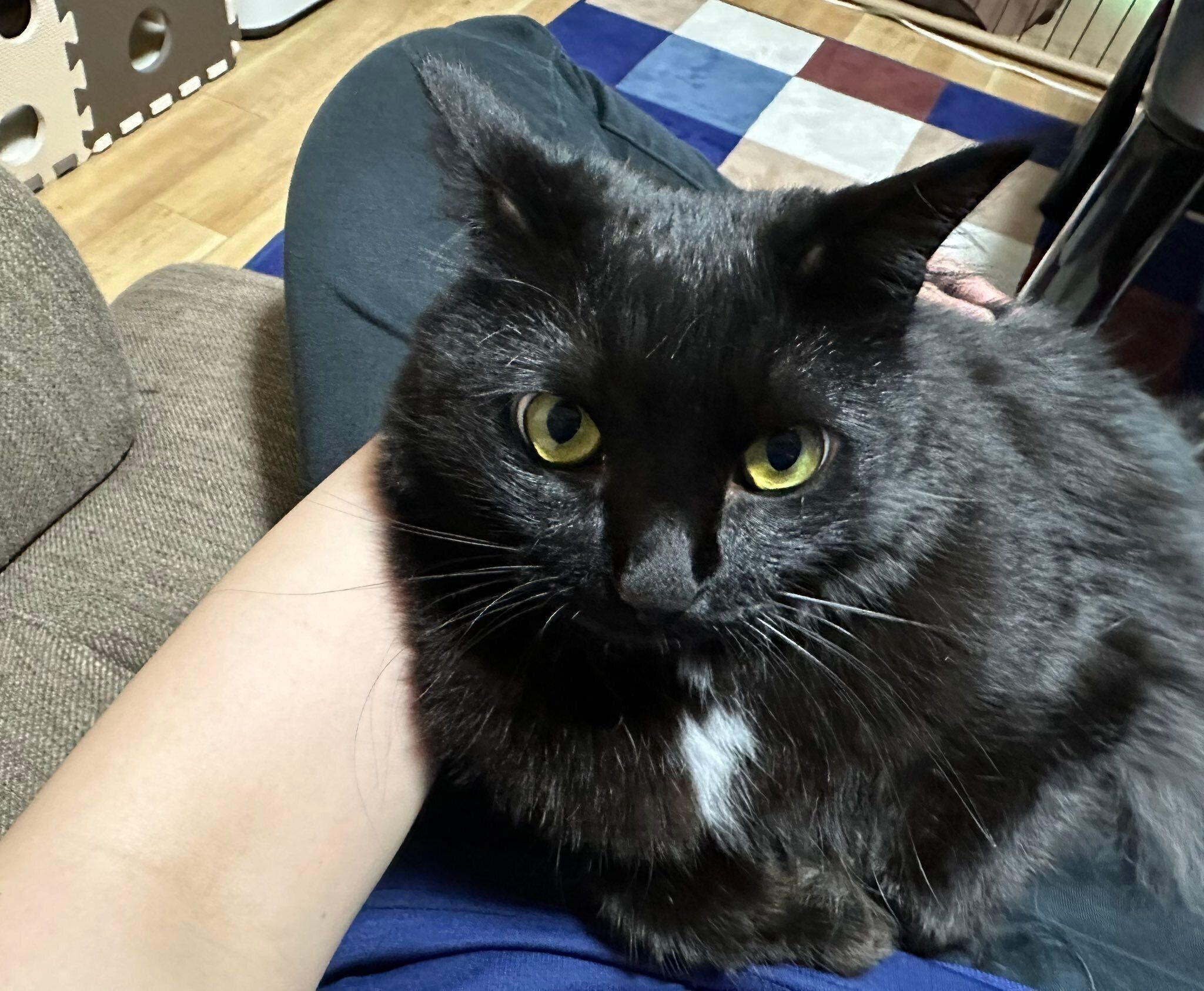 飼い主さんの膝の上に乗るもふちゃん